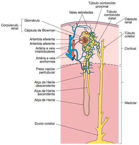 Néfron: estrutura e vasos sanguíneos.