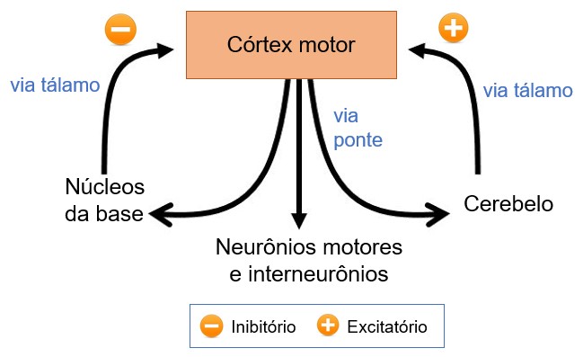 Núcleos da base: circuitos neurais.