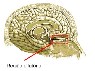 Nariz: região olfatória.