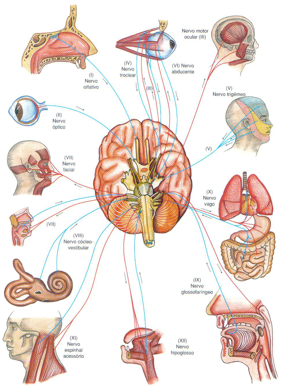 Nervos cranianos.