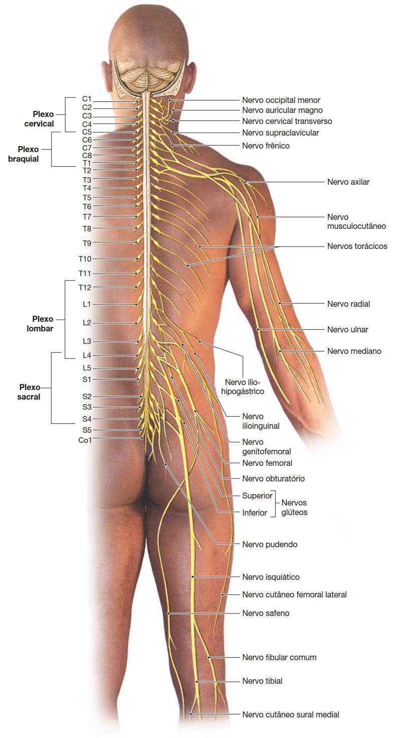 Nervos periféricos e plexos nervosos.