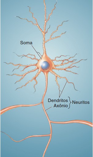 Neurônio: componentes básicos.