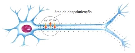 Neurônio: despolarização.