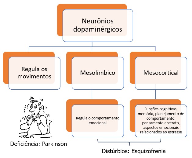 Neurônios dopaminérgicos.