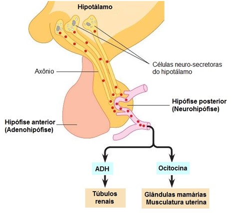 Neurohipófise e hormônios hipotalâmicos.