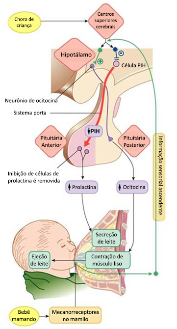 Ocitocina e prolactina na amamentação.