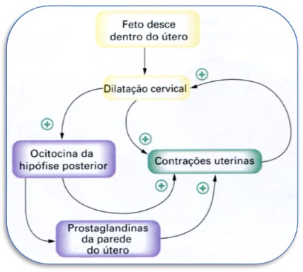 Ocitocina e prostaglandinas nas contrações uterinas.