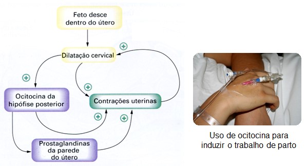 Ocitocina no trabalho de parto.