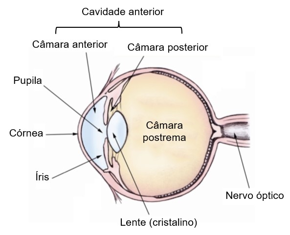 Olho: câmaras.