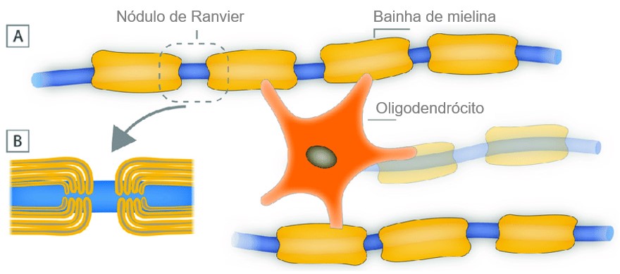 Oligodendrócito.