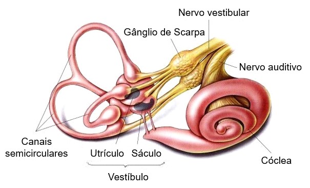 Orelha interna.