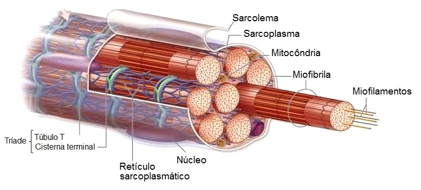 Organização das fibras musculares esqueléticas.