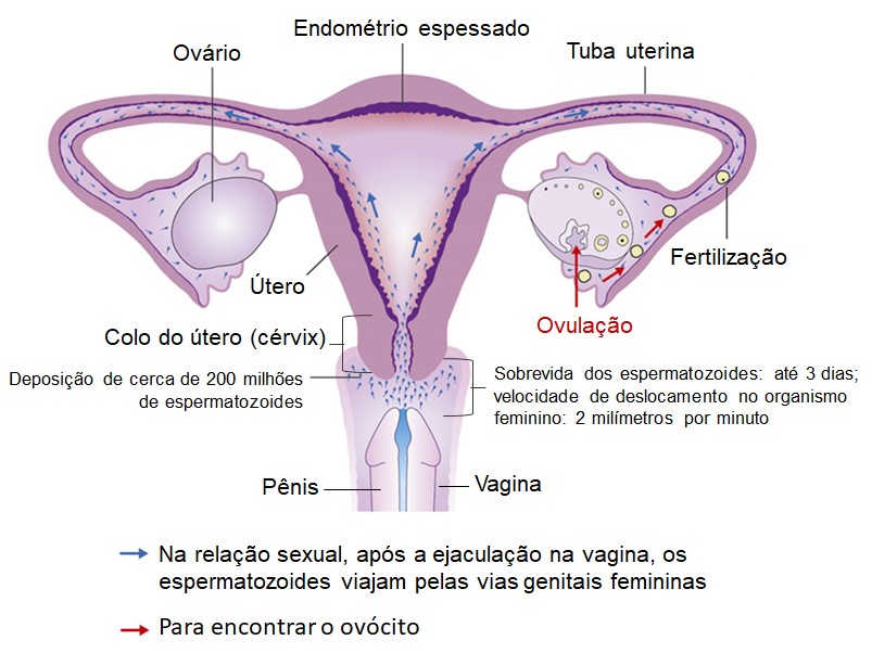 Orgasmo e fertilização.