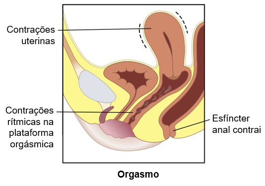 Fase de orgasmo do ciclo sexual feminino.