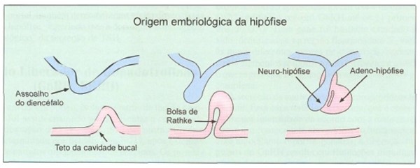 Origem embrionária da hipófise.