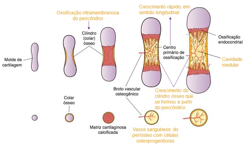 Ossificação endocondral primária.