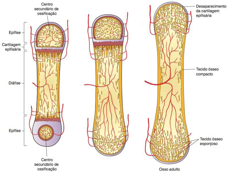 Ossificação endocondral secundária.