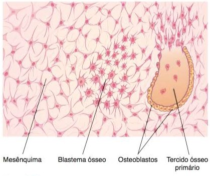 Ossificação intramembranosa.