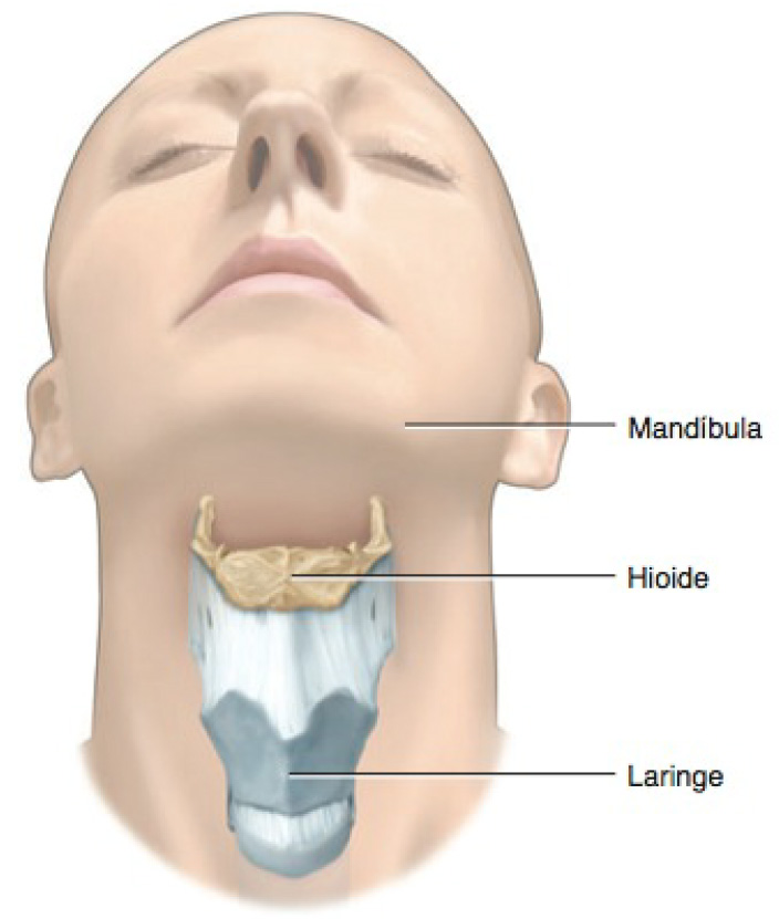 Osso hioide.