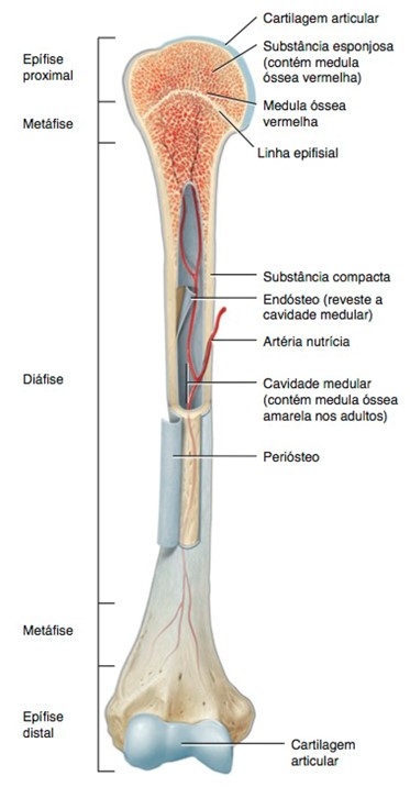 Partes de um osso longo.