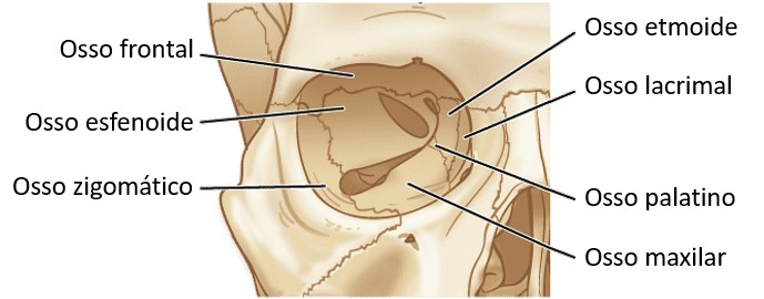 Ossos da órbita.