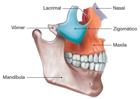Ossos da face.