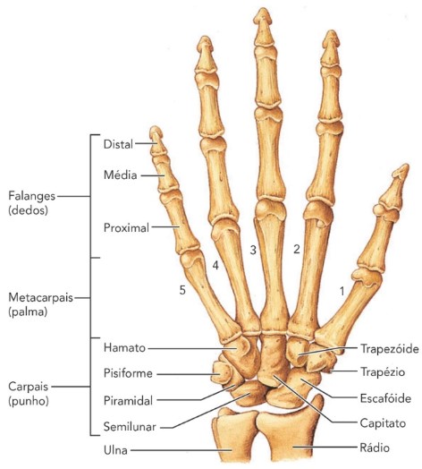 Ossos da mão.