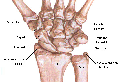 Ossos do carpo.