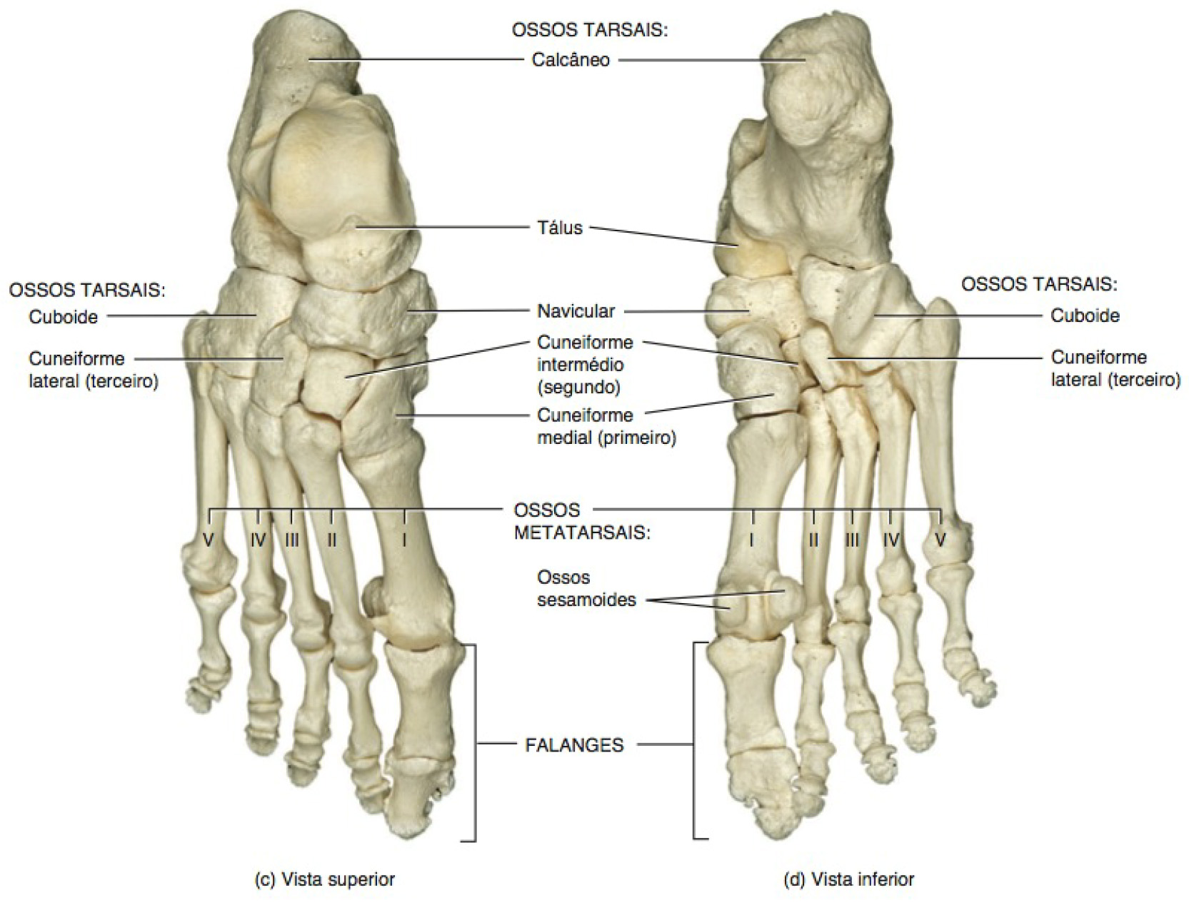 Ossos do pé.