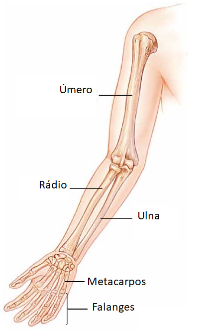 Osso longo: úmero.