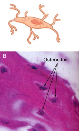 Osteócitos.