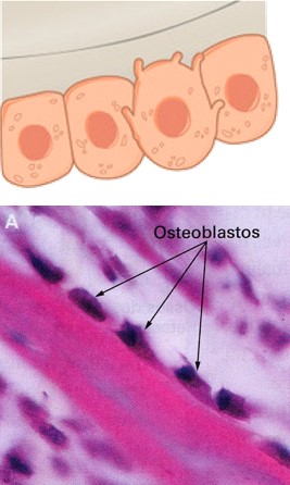 Osteoblastos.