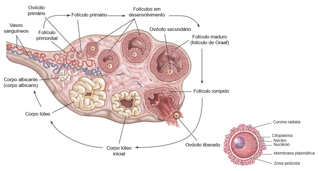 Gistologia dos ovários.