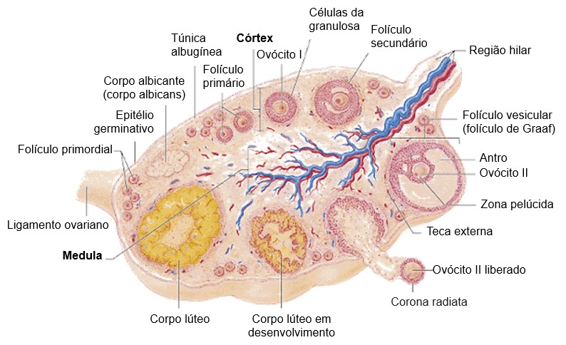 Ovário: histologia.