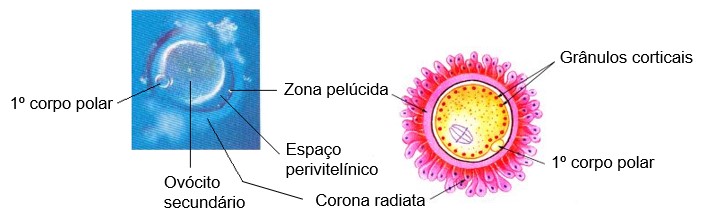 Ovócito secundário.