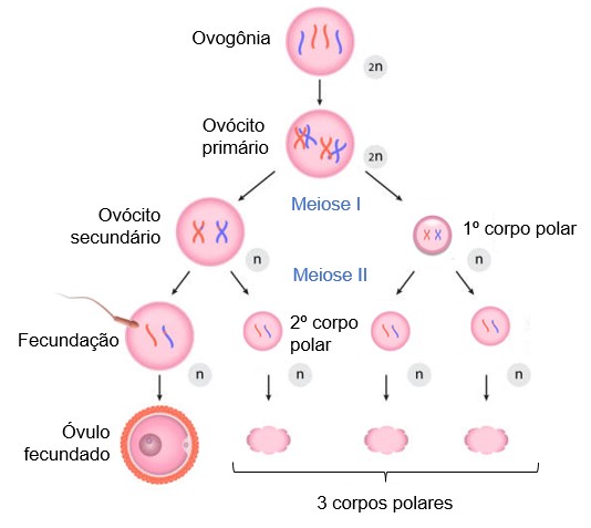 Ovogênese.