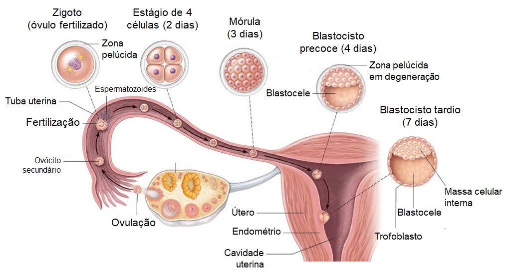 Ovulação, fertilização e implantação do blastocisto.