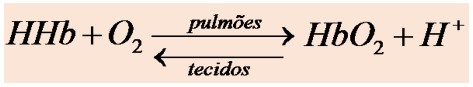 Desoxiemoglobina e oxiemoglobina.