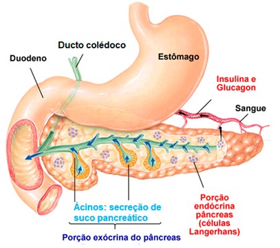 Pâncreas: glândula anfícrina ou mista.