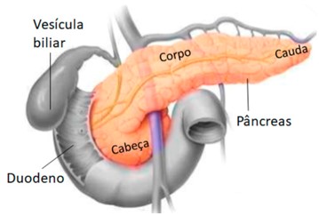 Pâncreas: anatomia.