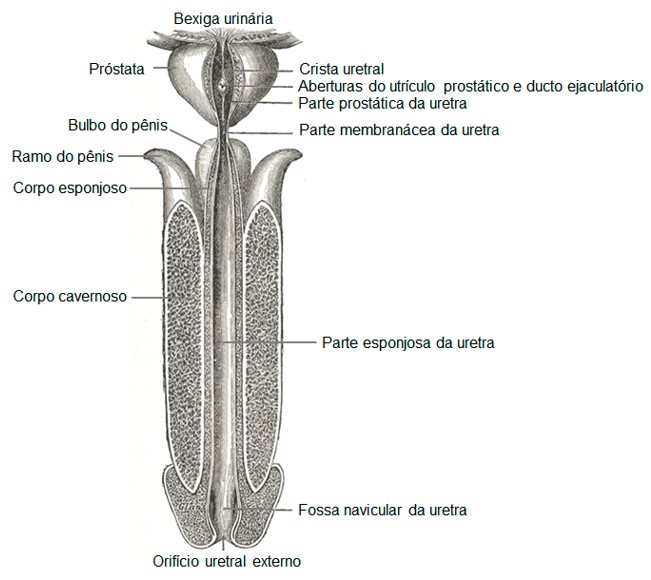 Segmentos da uretra masculina e pênis.