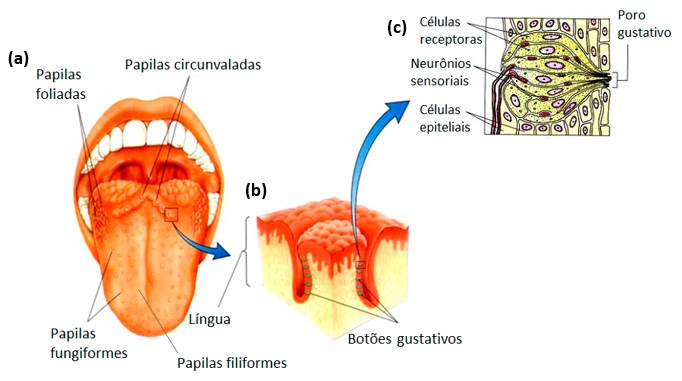 Papilas e botões gustativos.