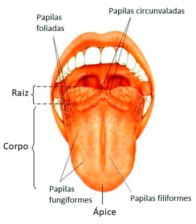 Papilas gustativas.