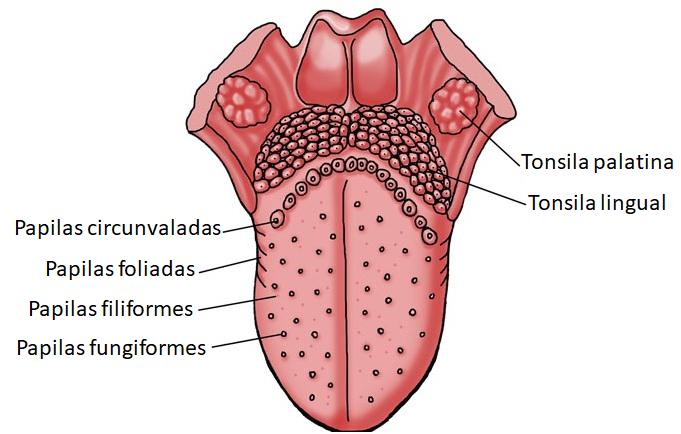 Papilas e tonsilas linguais.