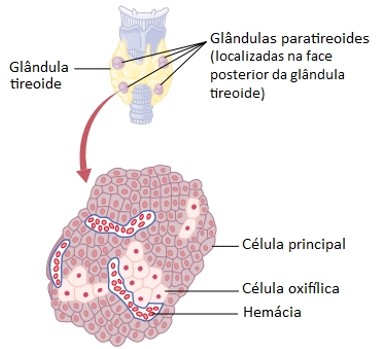 Paratireoides: tipos celulares.