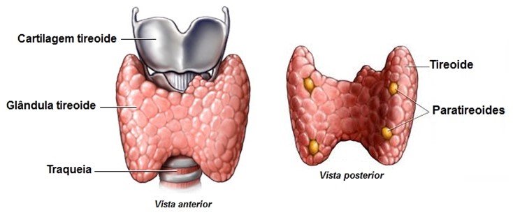 Paratireoides: localização na tireoide.