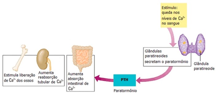 Paratormônio.