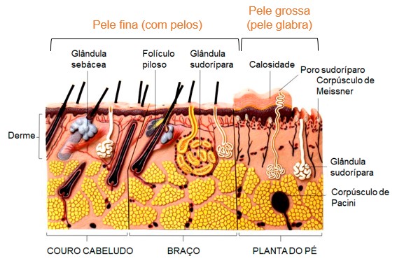 Tipos de pele: fina (com pelos) e grossa (glabra).