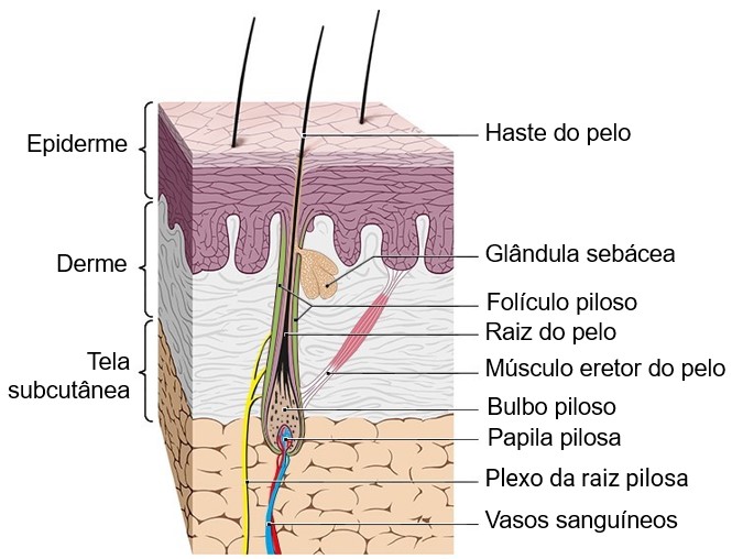 Pelo: estrutura.