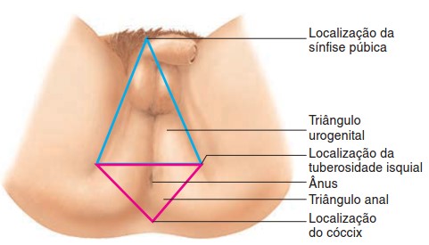 Períneo masculino: vista inferior.
